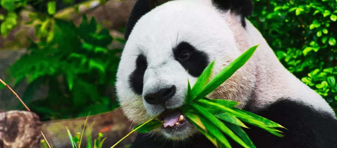 Image of a panda eating bamboo.