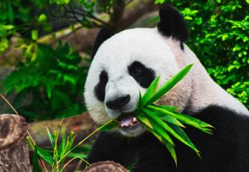 Image of a panda eating bamboo.