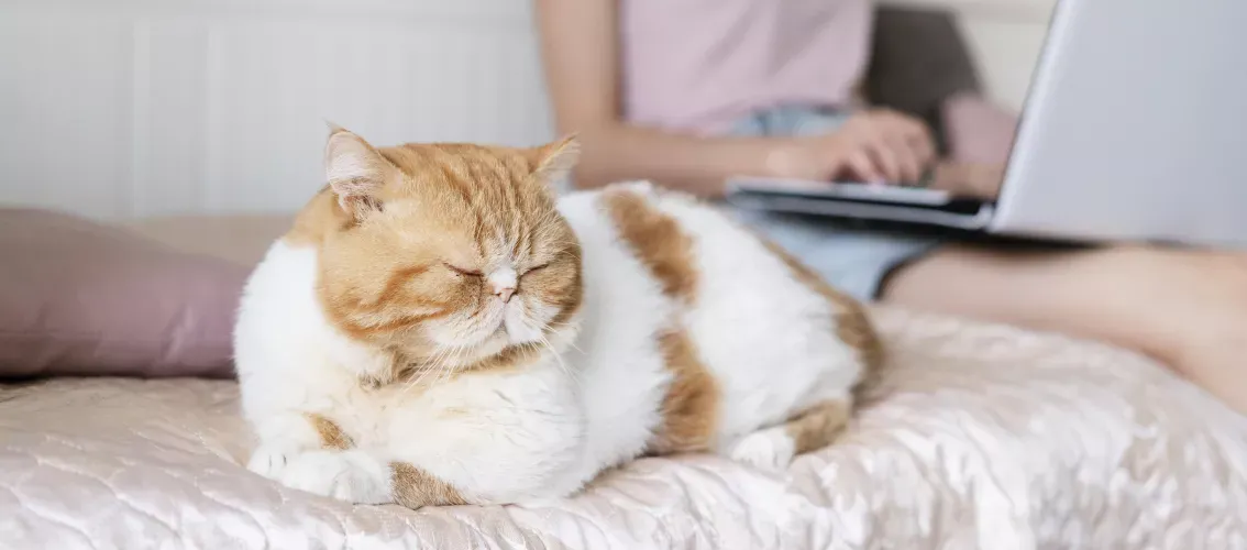 Orange & White cat